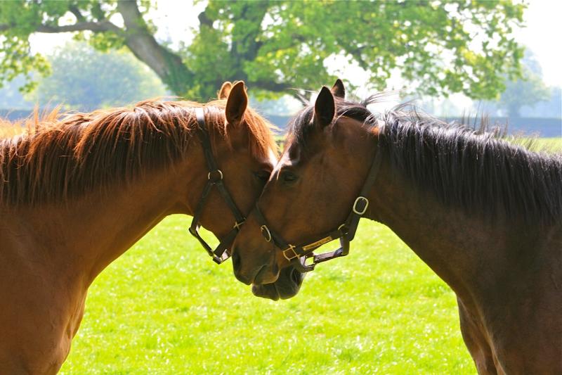Tipperary Thoroughbred world looks forward to Grand Expo in Goffs