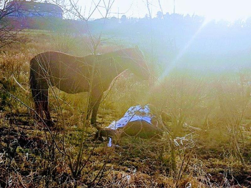 Animal welfare group call for action following discovery of dead horse in North Tipperary