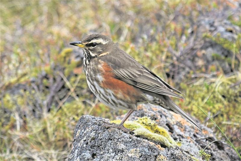 Cabragh Wetlands - Fieldfares and Redwings