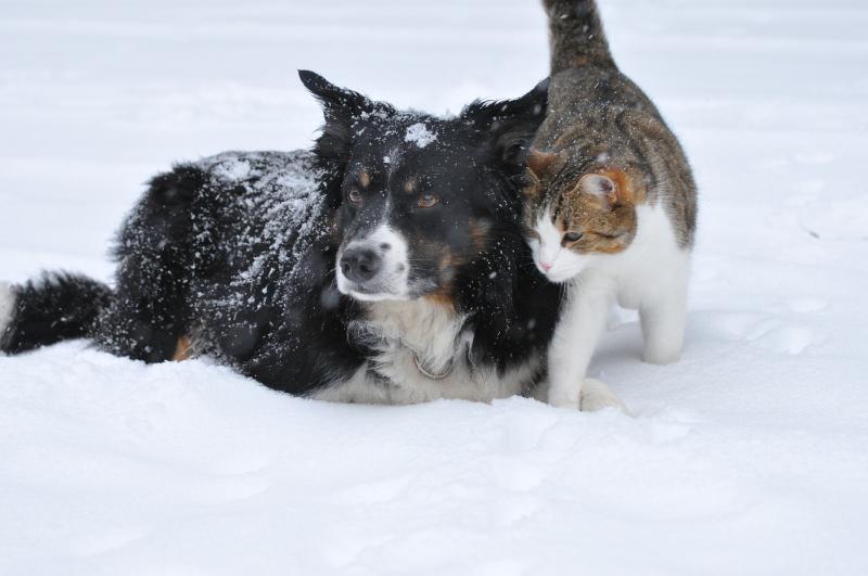 Storm Emma: Look after your pets during the extreme cold weather predicted over the coming days