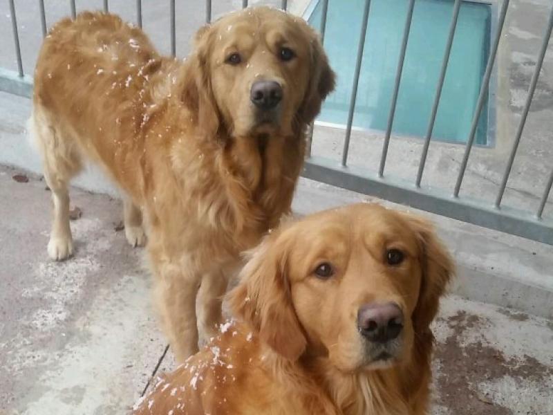 Irish Guide Dogs issues Top Tips for caring for your dogs and pups during this harsh cold weather