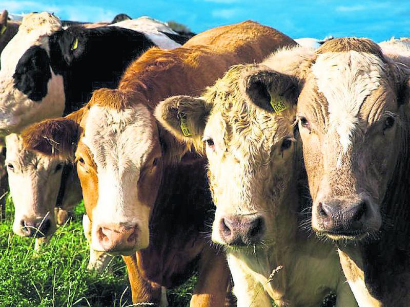 Tipperary IFA leader fears Beast from the East will add to fodder crisis