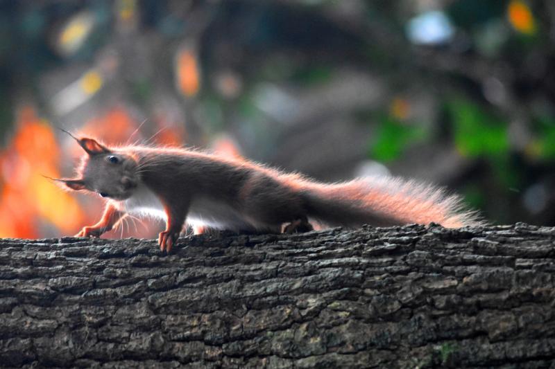 DNA unravels red squirrel history and finds they are at risk of dying out