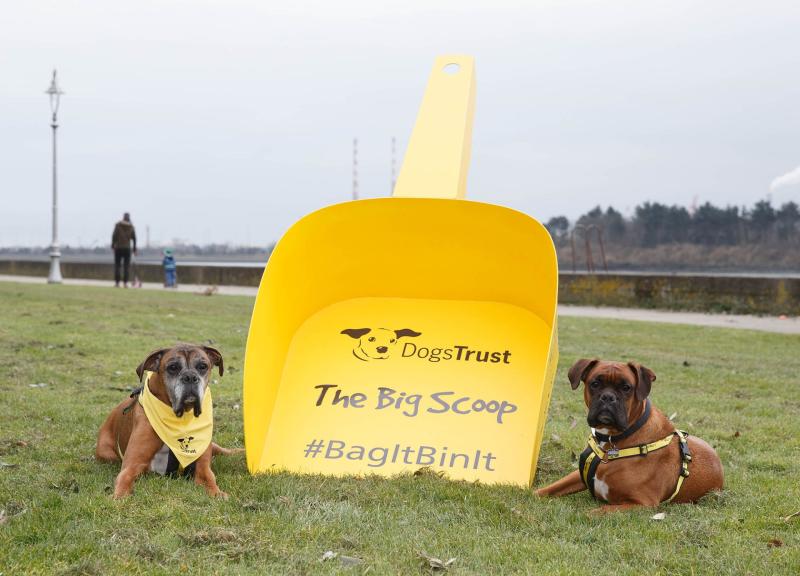 Dogs Trust launches nationwide campaign ‘The Big Scoop’