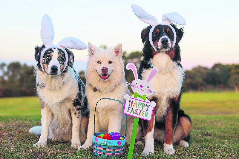 Mo Chara Easter Dog Walk returns to Thurles