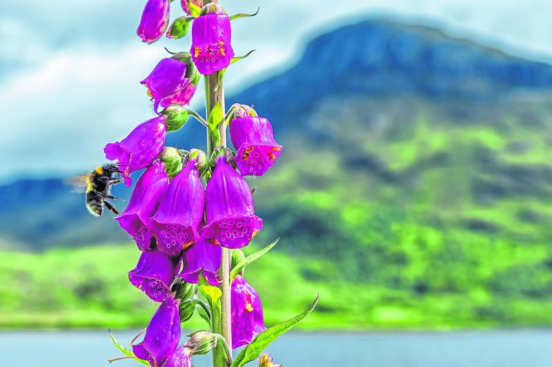 Cabragh Wetlands - The stuff of life