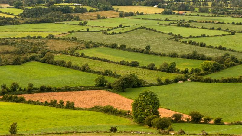 Tipperary farming: Sheep market has seen a &lsquo;savage drop&rsquo; in prices