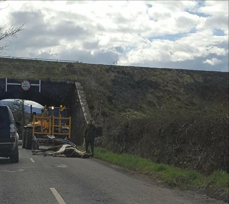 Outrage as horse collapses, abandoned on Tipperary road 