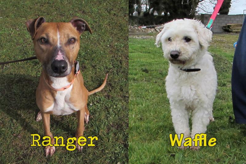 Mo Chara Animal Rescue - Roving Ranger & Lovely Waffle