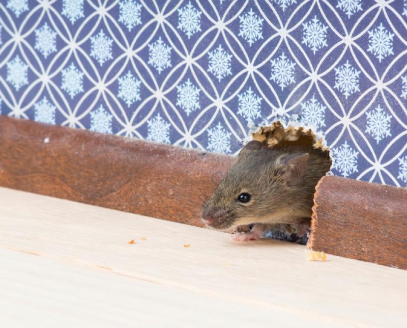 Tipperary accounts for fourth highest level of rodent callouts