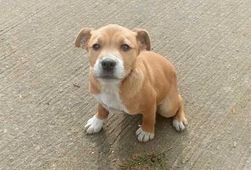 Mo Chara Animal Rescue - Little Leela