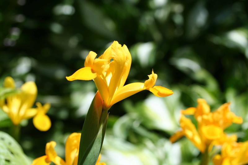 Cabragh Wetlands - Yellow is the “in” colour in nature