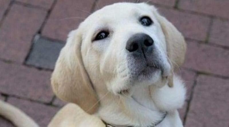 Tipperary people needed to foster Guide or Assistance Dogs