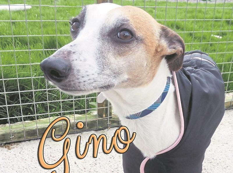Mo Chara Animal Rescue - Genteel Gino