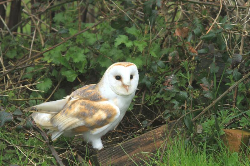 Refresh Thurles Photography Competition deadline this week
