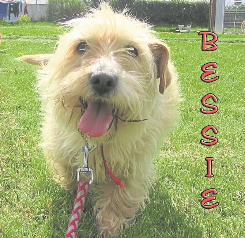 Mo Chara Animal Rescue - Bravo Bessie is full of sunshine