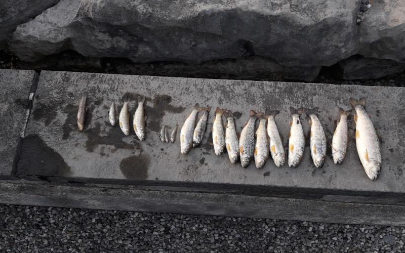 Tipperary fish kill breaking: 100 fish found dead in Ballina stream