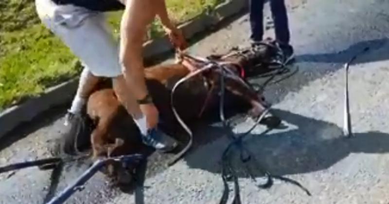 Animal cruelty incident in Tipperary