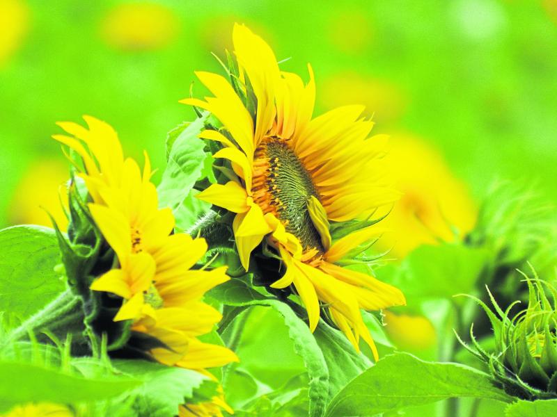 Sunflower Days in Leitrim in aid of North West Hospice 