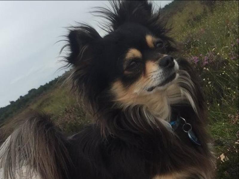 Help find this beloved family pet!