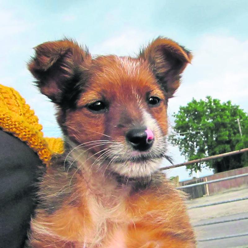 Mo Chara Animal Rescue: Helping Pets cope with heat!