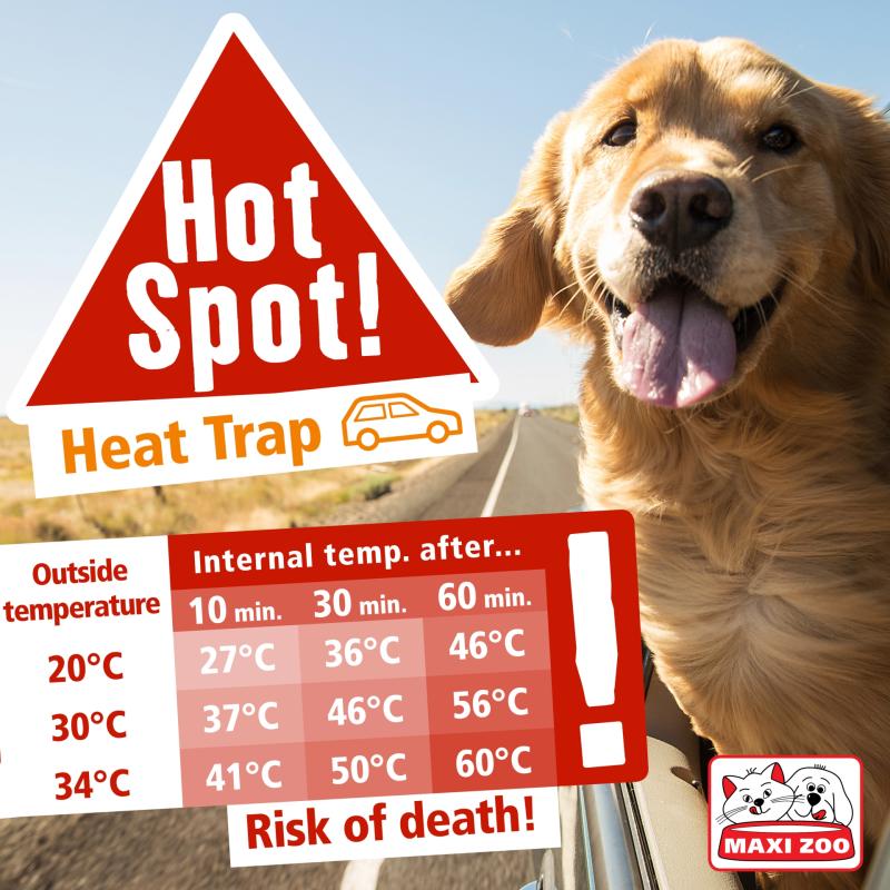 Maxi Zoo top tips for keeping pets cool as temperatures soar in Tipperary