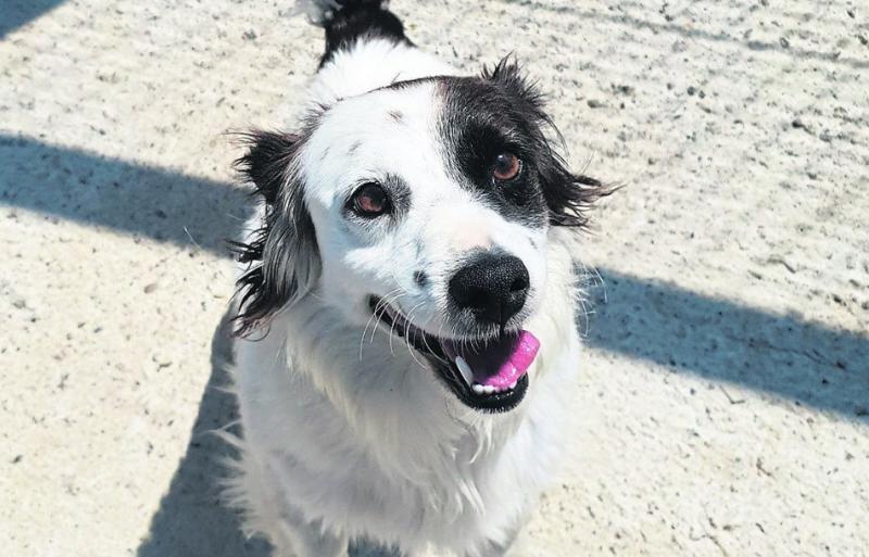Mo Chara Animal Rescue - Prince of Cuteness Ozzy!