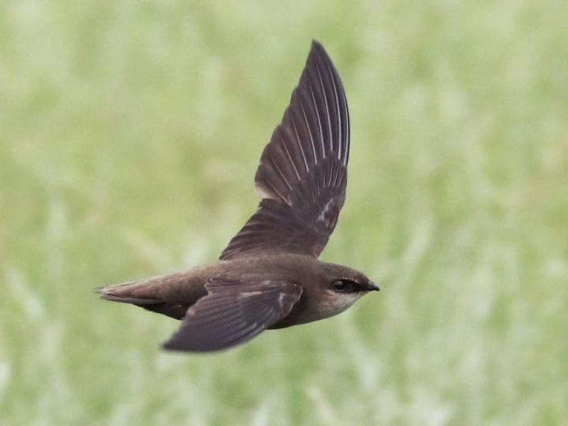 Tipperary Swift Survey