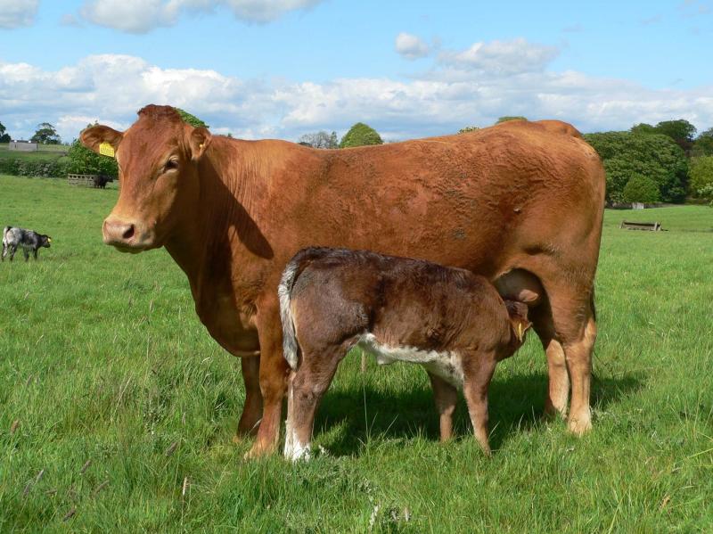Tipperary farming: drought effect on suckler farmers 'potentially disastrous'