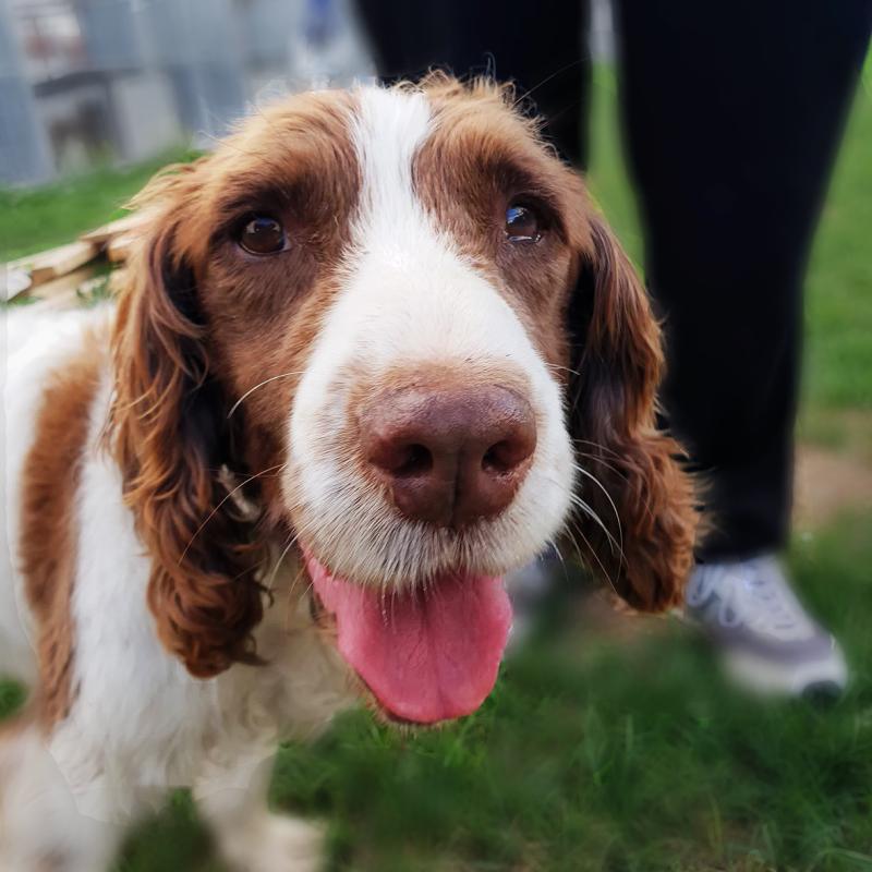 Mo Chara Animal Rescue: Sweet Springer Spaniel Louis is looking for his special home