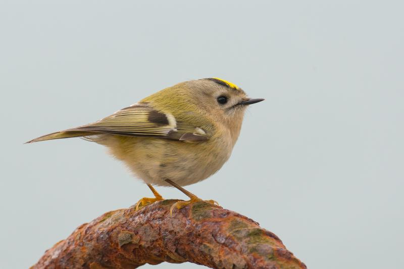 Cabragh Wetlands - The Goldcrest