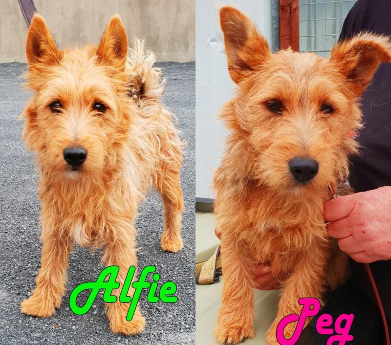 Mo Chara Animal Rescue - Peg and Alfie are looking for new homes