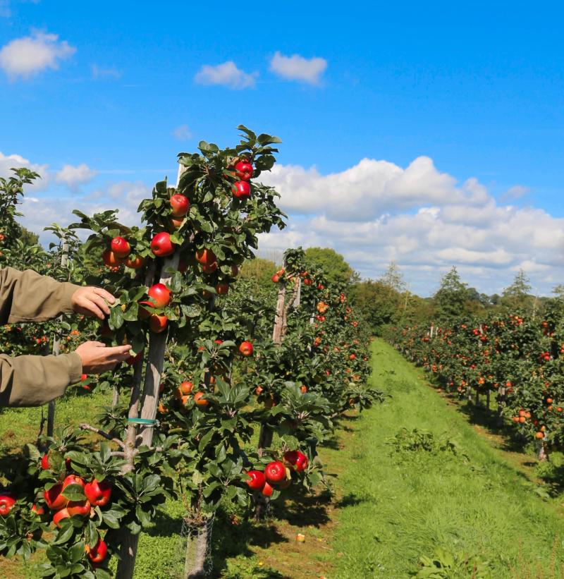 Clonmel Applefest