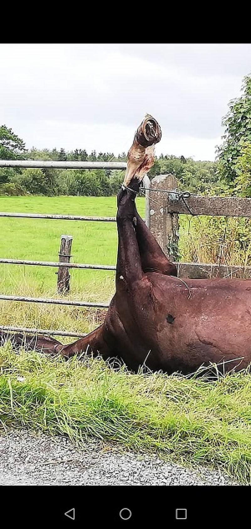 Gardaí investigate as dead horse is tied to gate in Tipperary 