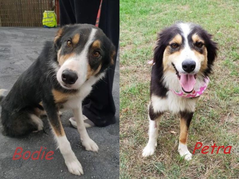 Mo Chara Animal Rescue: Fresh start for Bodie and Petra