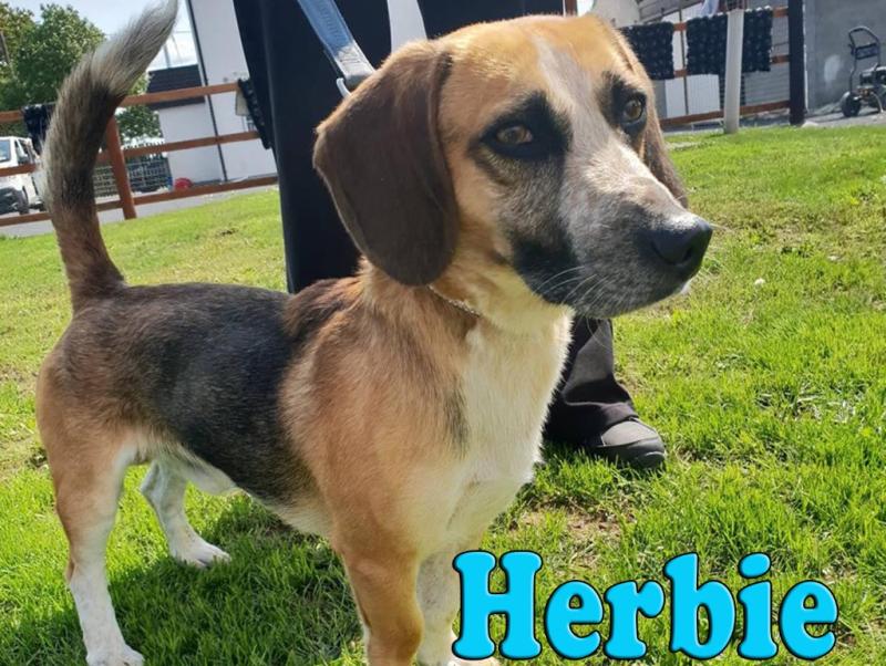 Mo Chara Animal Rescue: Handsome Herbie!