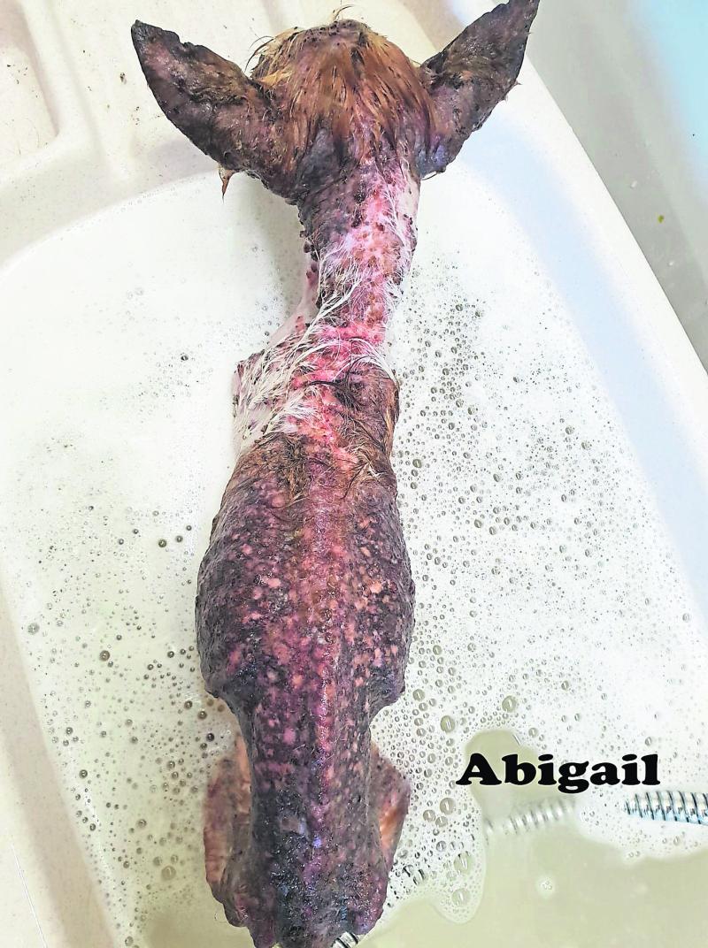 Mo Chara Animal Rescue - When help comes too late