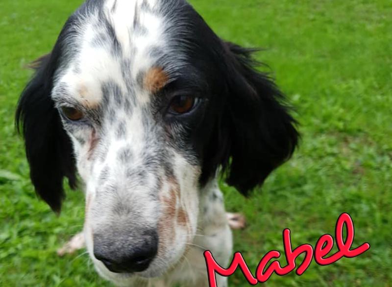 Mo Chara Animal Rescue - Motherly Mabel