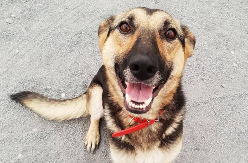 Mo Chara Animal Rescue: Brilliant Bella