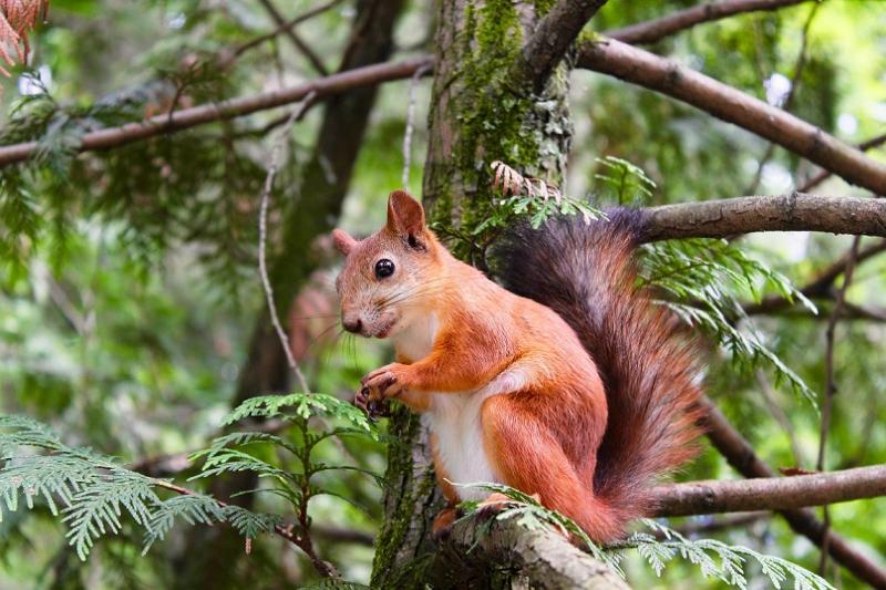 Cabragh Wetlands - Headlines, squirrels and hedgehogs