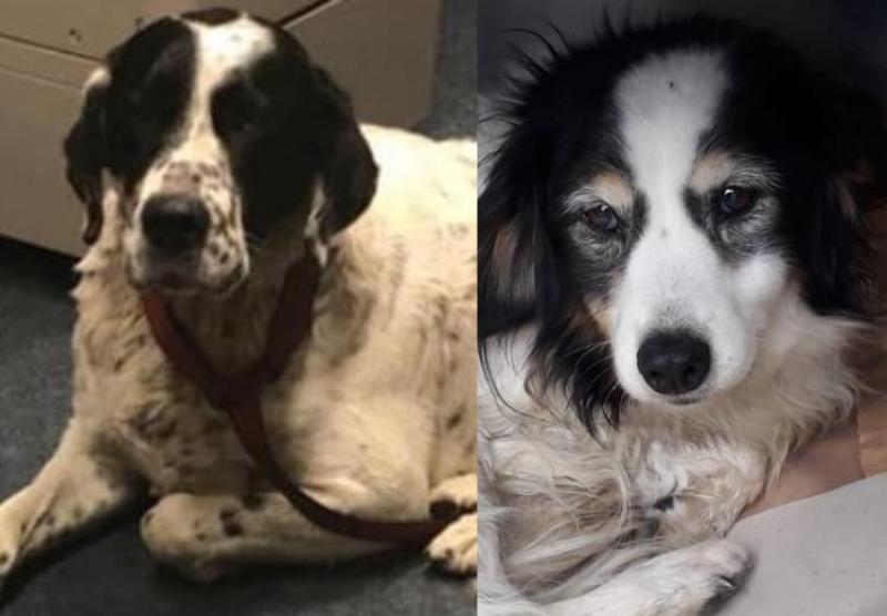 Tipperary dogs are re-united with their owners