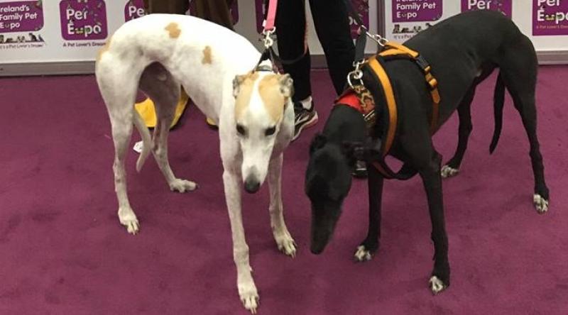 Tipperary volunteer joins the Irish Retired Greyhound Trust at 2018 Pet Expo