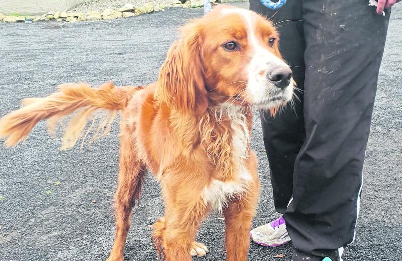 Mo Chara Animal Rescue - Striking Gold
