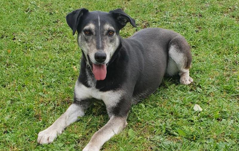 Mo Chara Animal Rescue