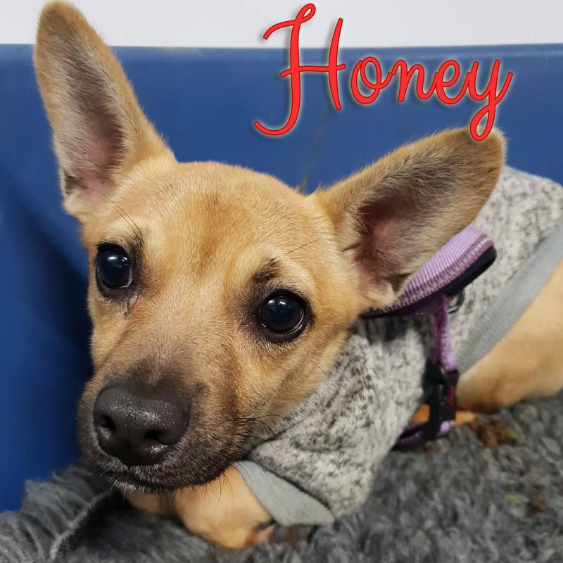 Mo Chara Animal Rescue: Sweet little Honey 
