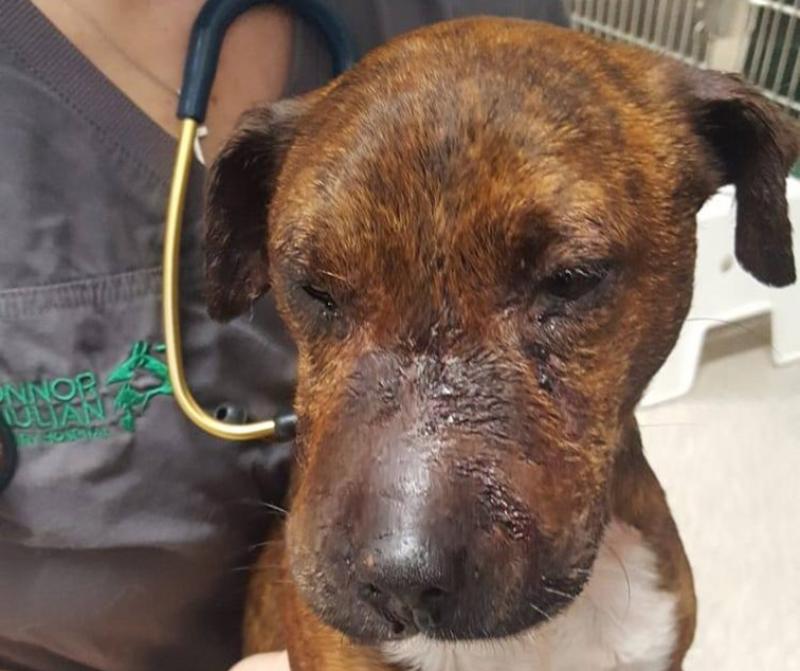 Mo Chara Animal Rescue: The vile practice of dog fighting 