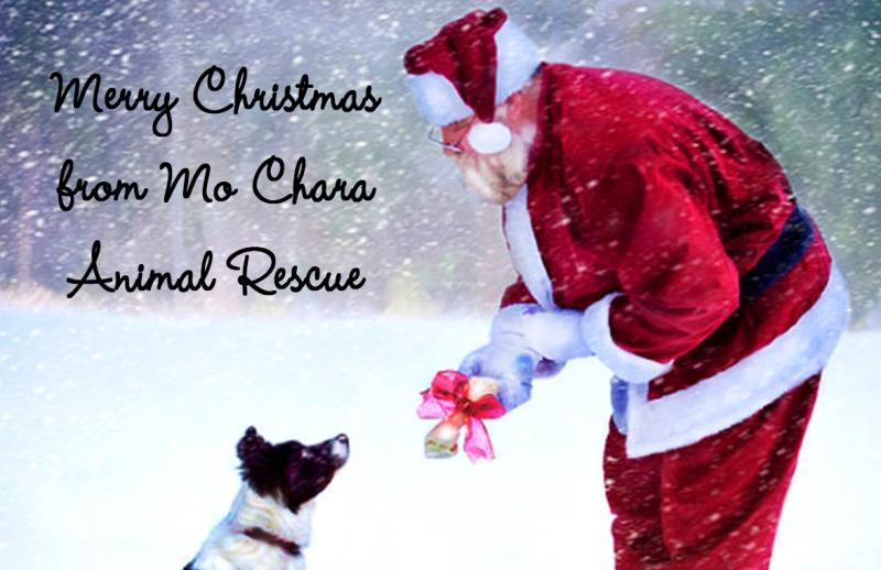 A Christmas story from Mo Chara Animal Rescue