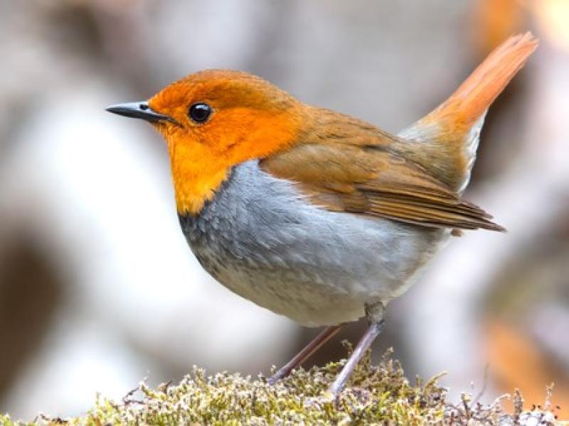 A Robin