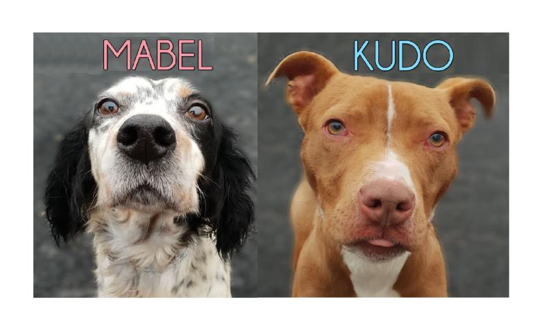 Mo Chara: Forever homes needed for Mabel and for Kudo