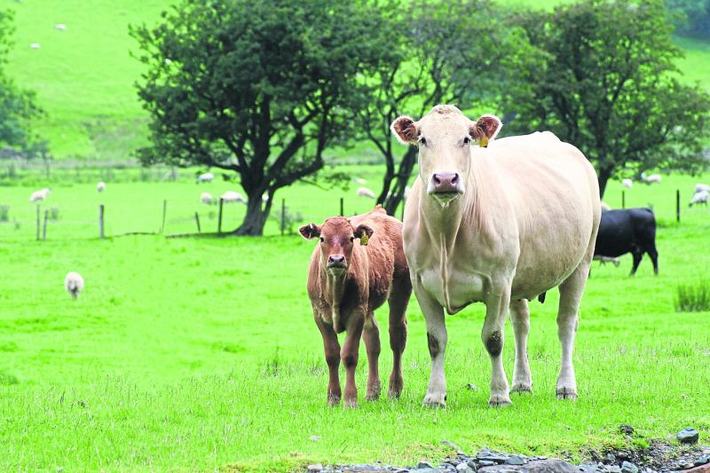 Tipperary farming: Brexit uncertainty remains following Budget